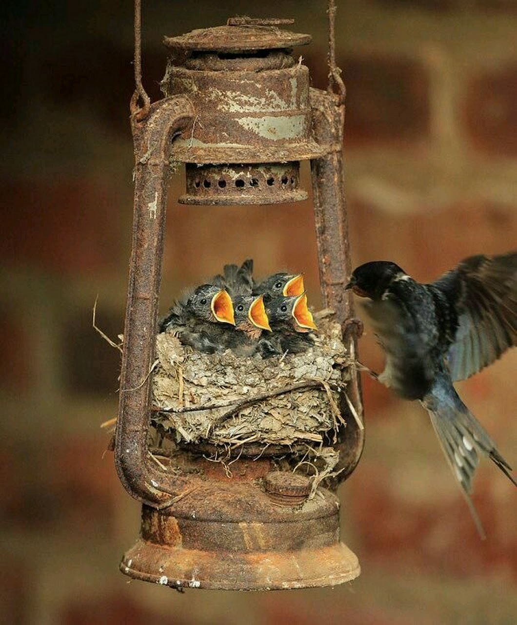 Les oiseaux-lanterne