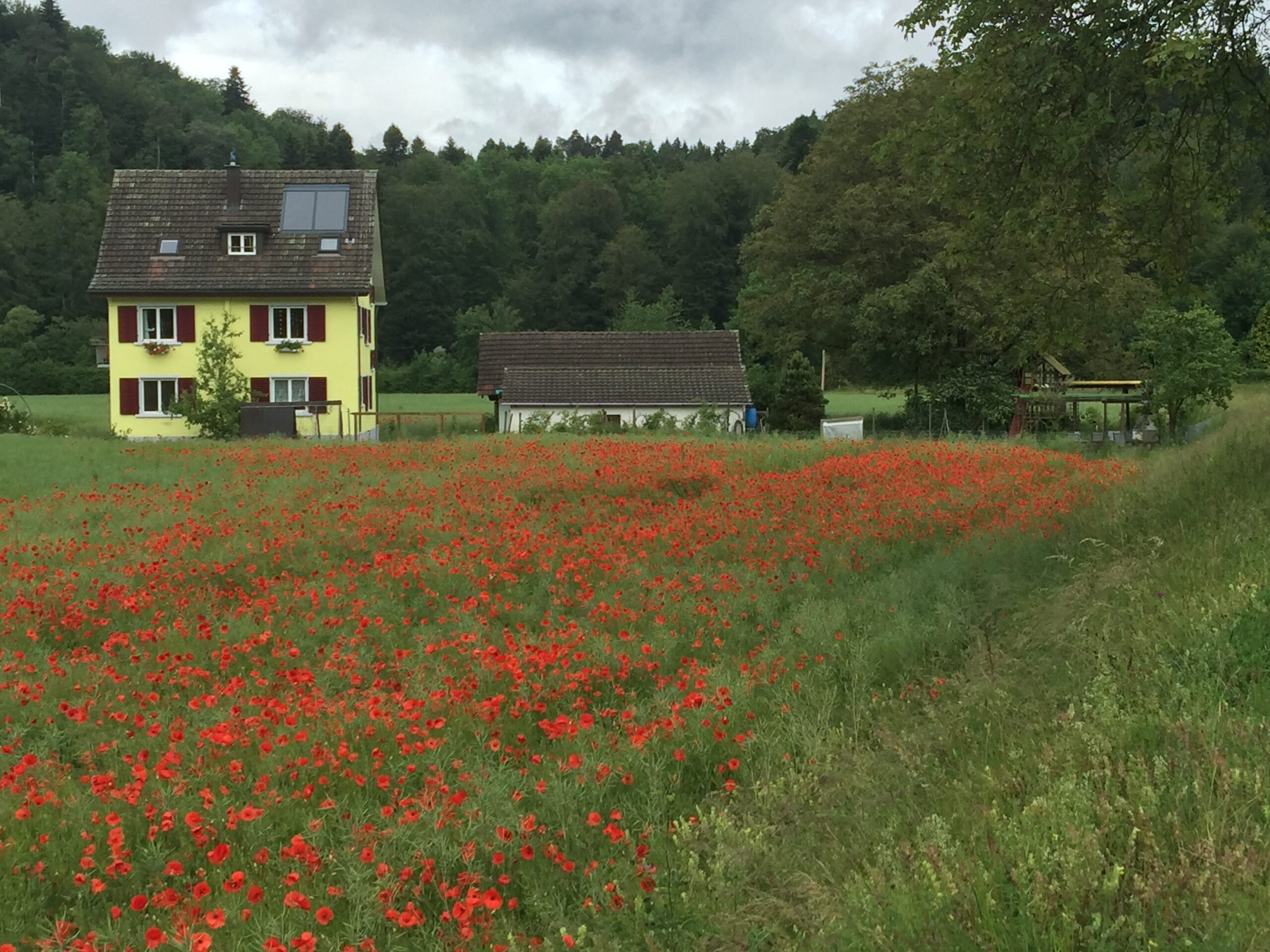 Les coquelicots tardifs