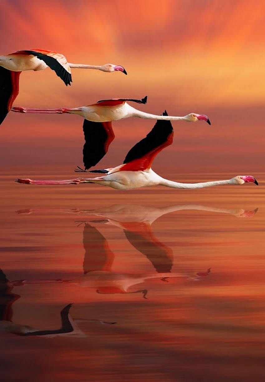 Flamenco du soir