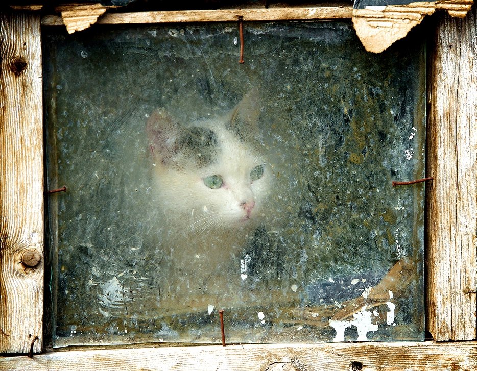 Le chat-mane
