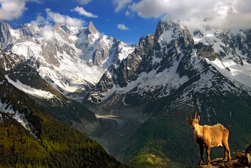 La chèvre d’or