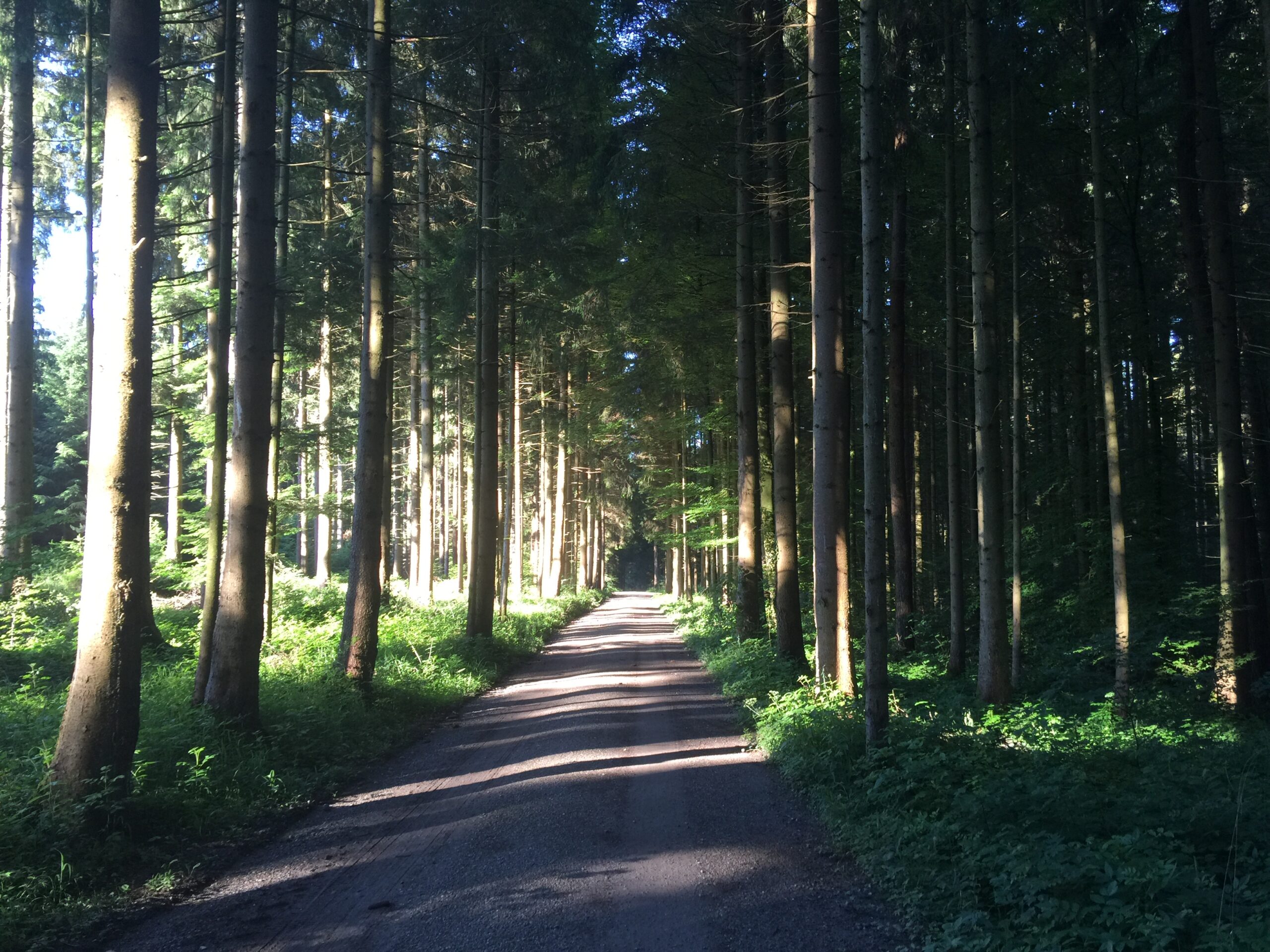 Le chemin qui s’en va