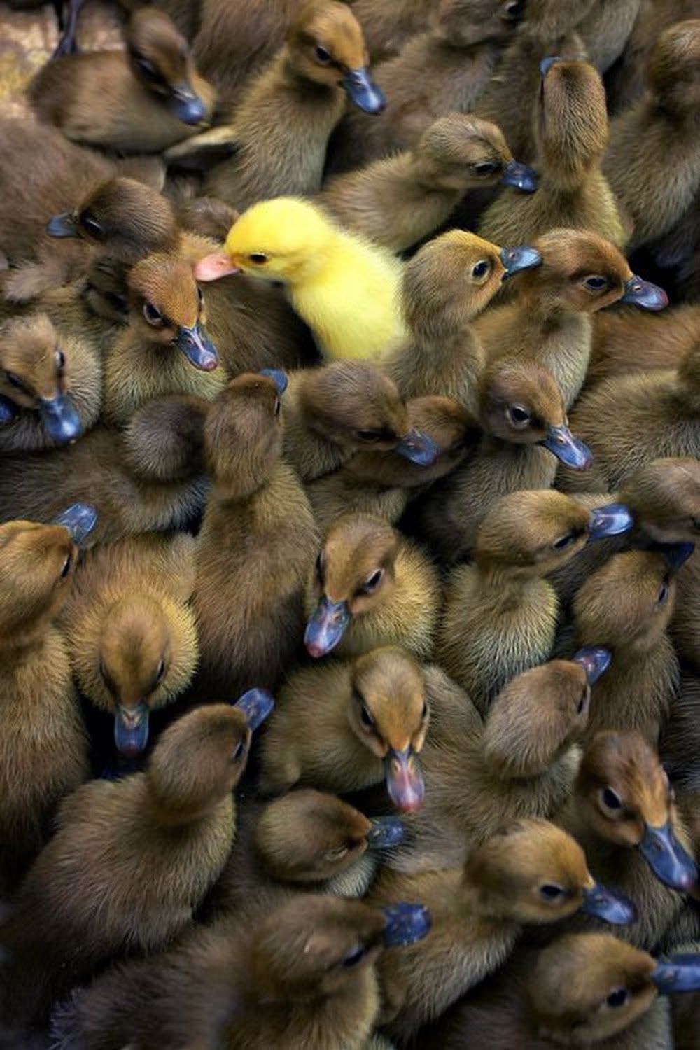 Le vilain petit canard