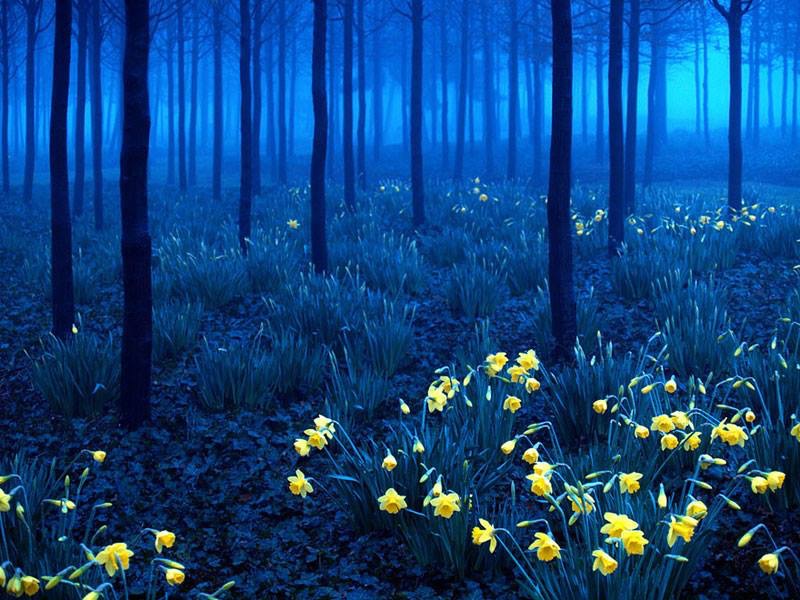 Fleur bleue