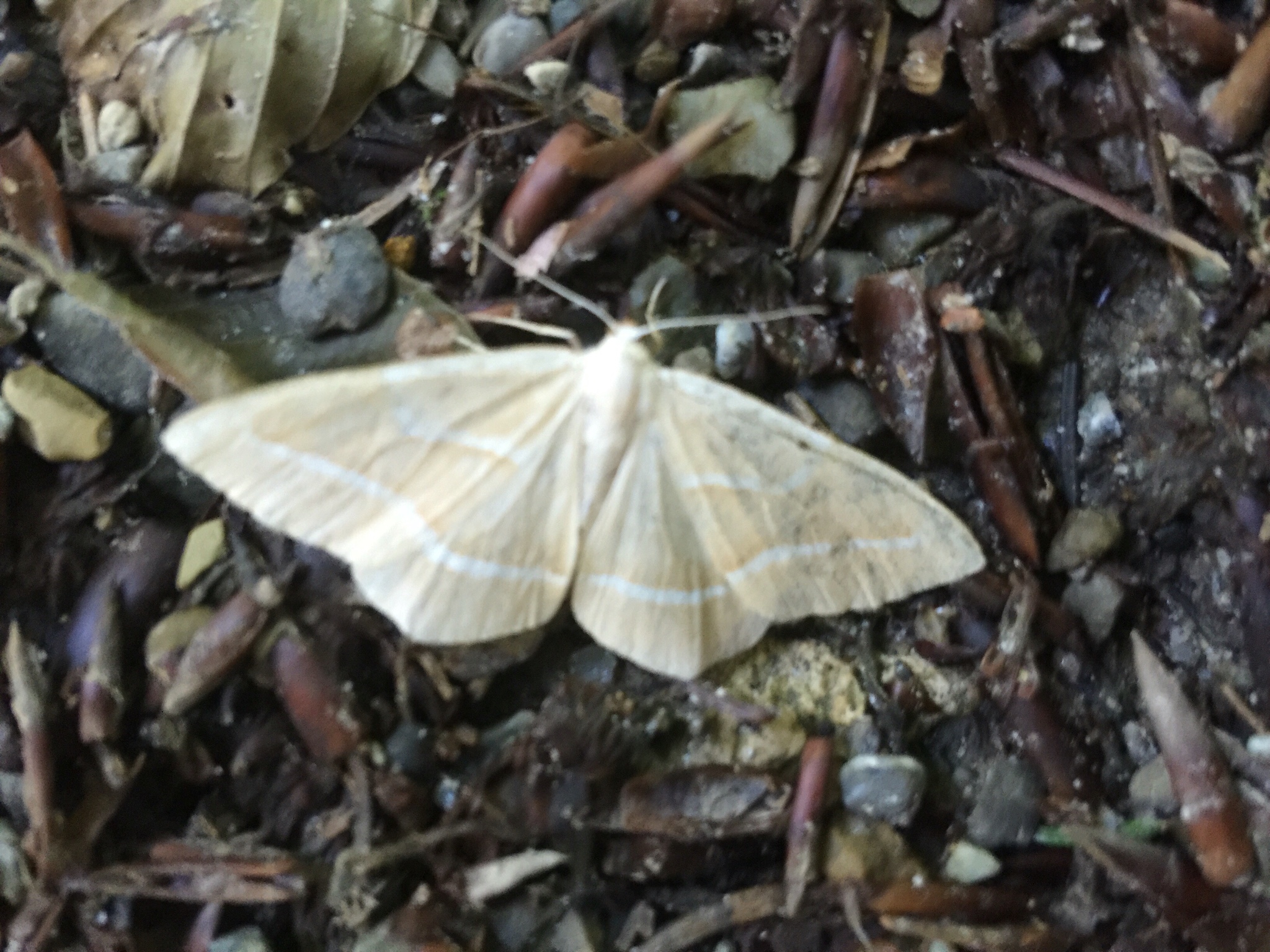 L’instant papillon
