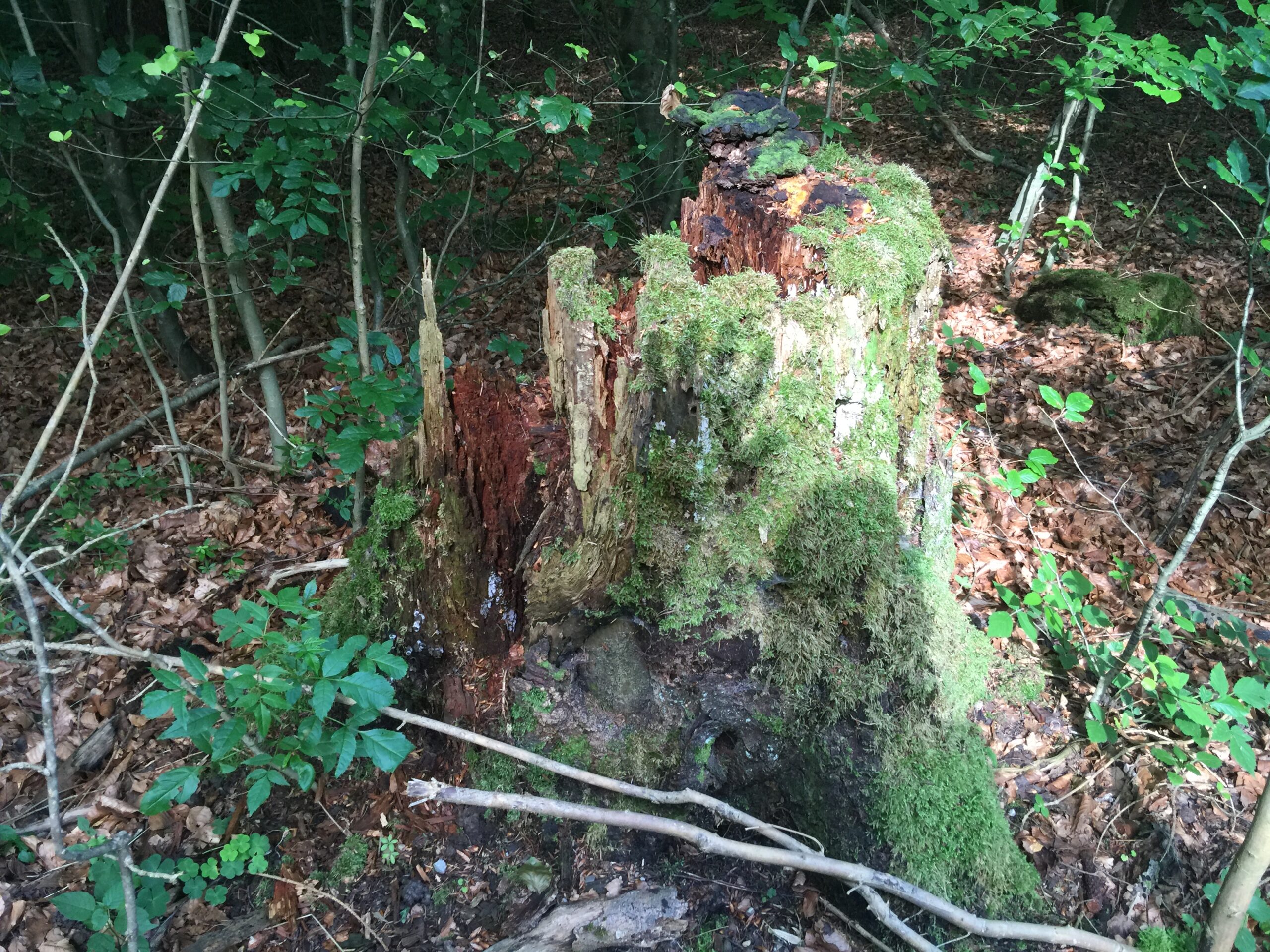 Le coucou fantôme