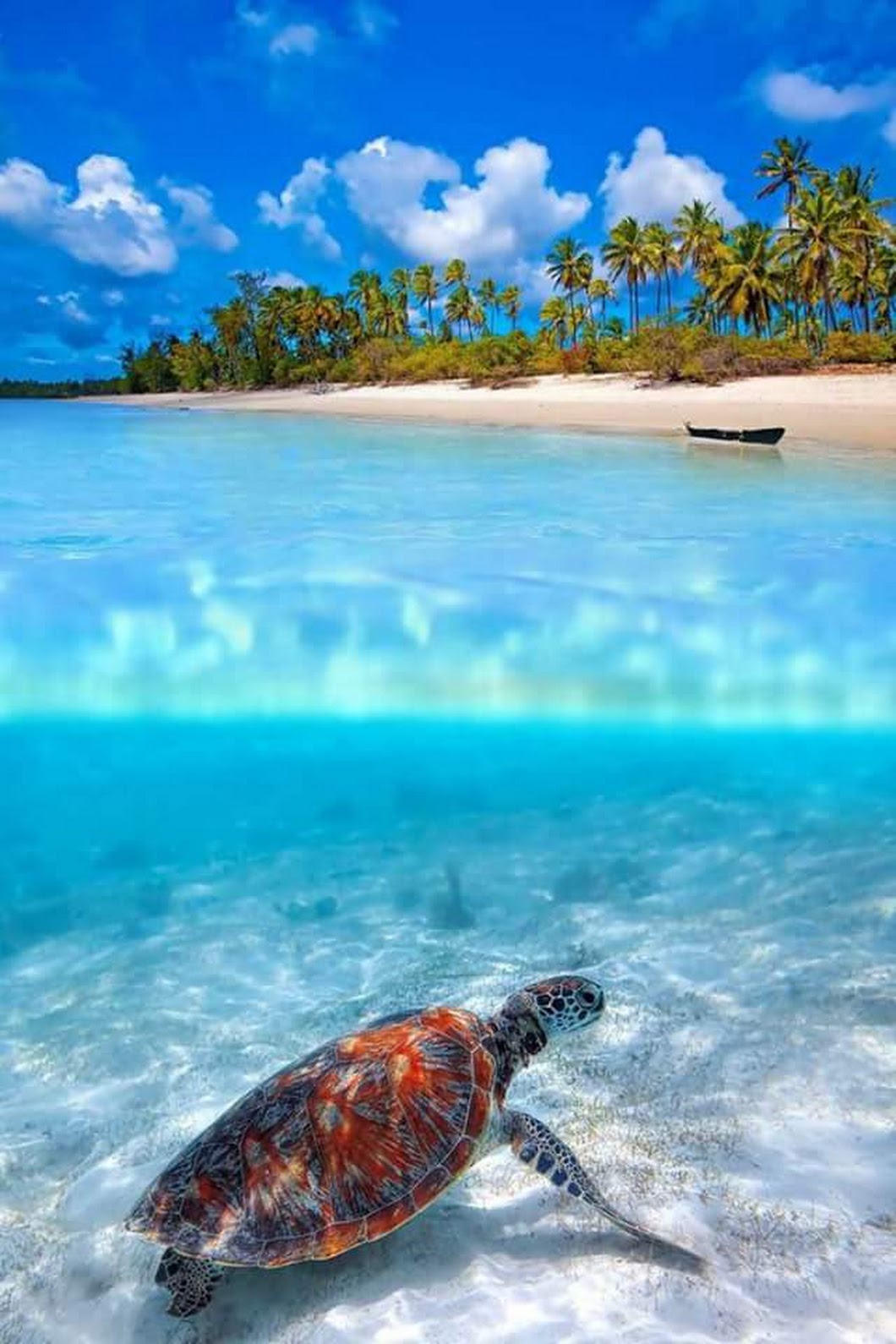 La tortue courtoise