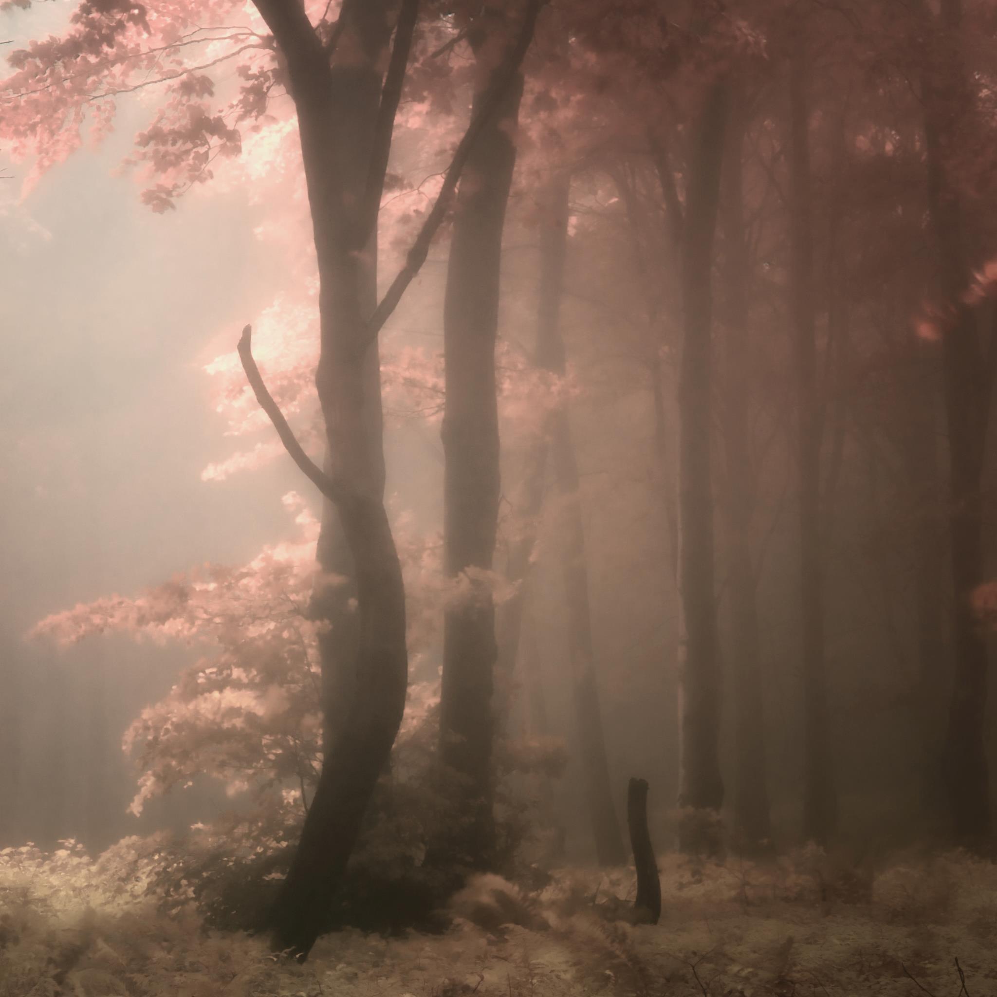 Quand l'été se rit de brume
