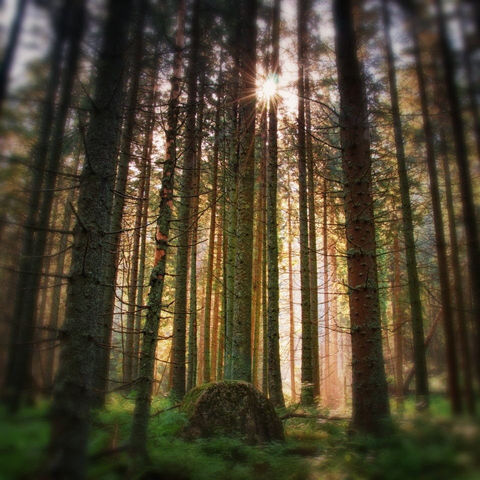 Le gâteau de la nature