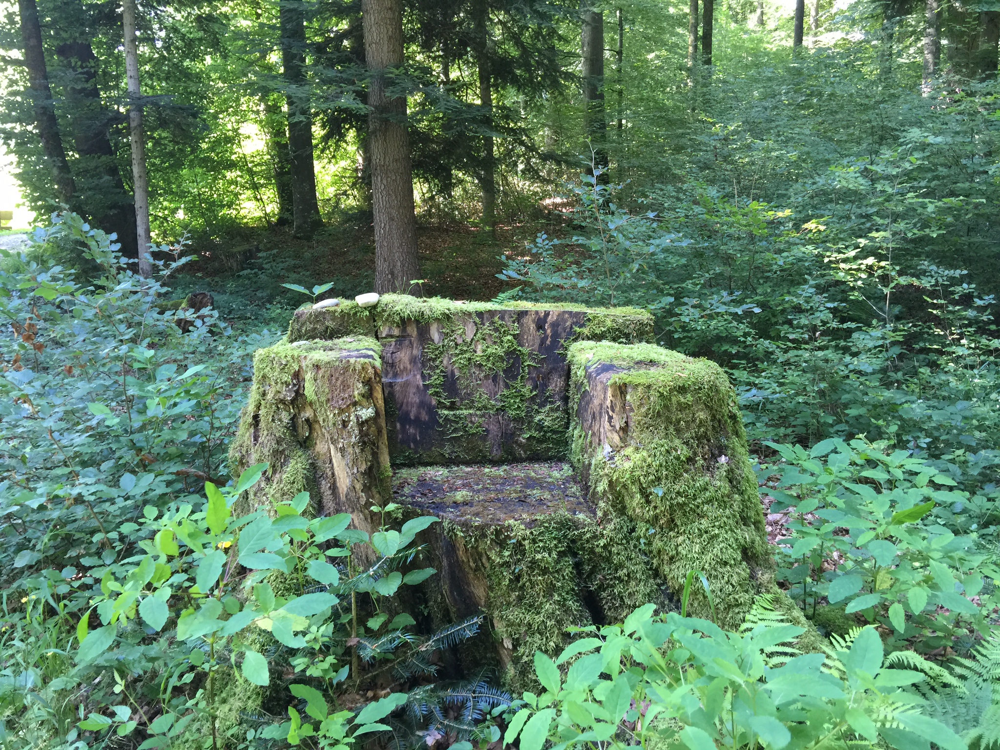 Le roi de la forêt