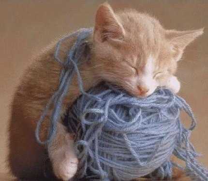 Chat perli-pelote