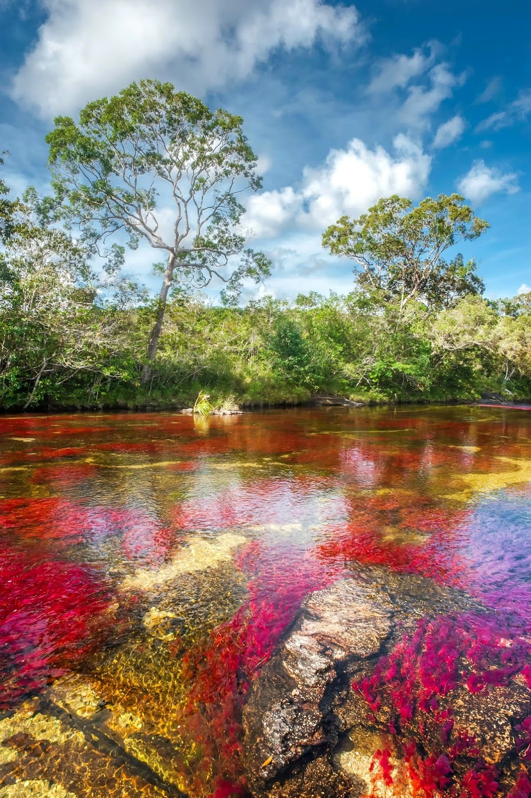 La rivière aux cinq couleurs