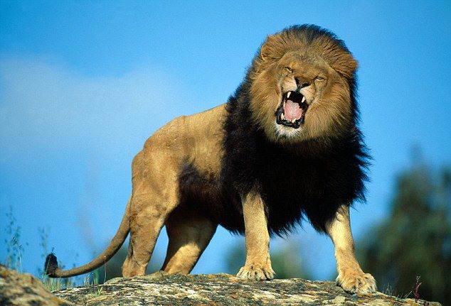 L’anniversaire du lion