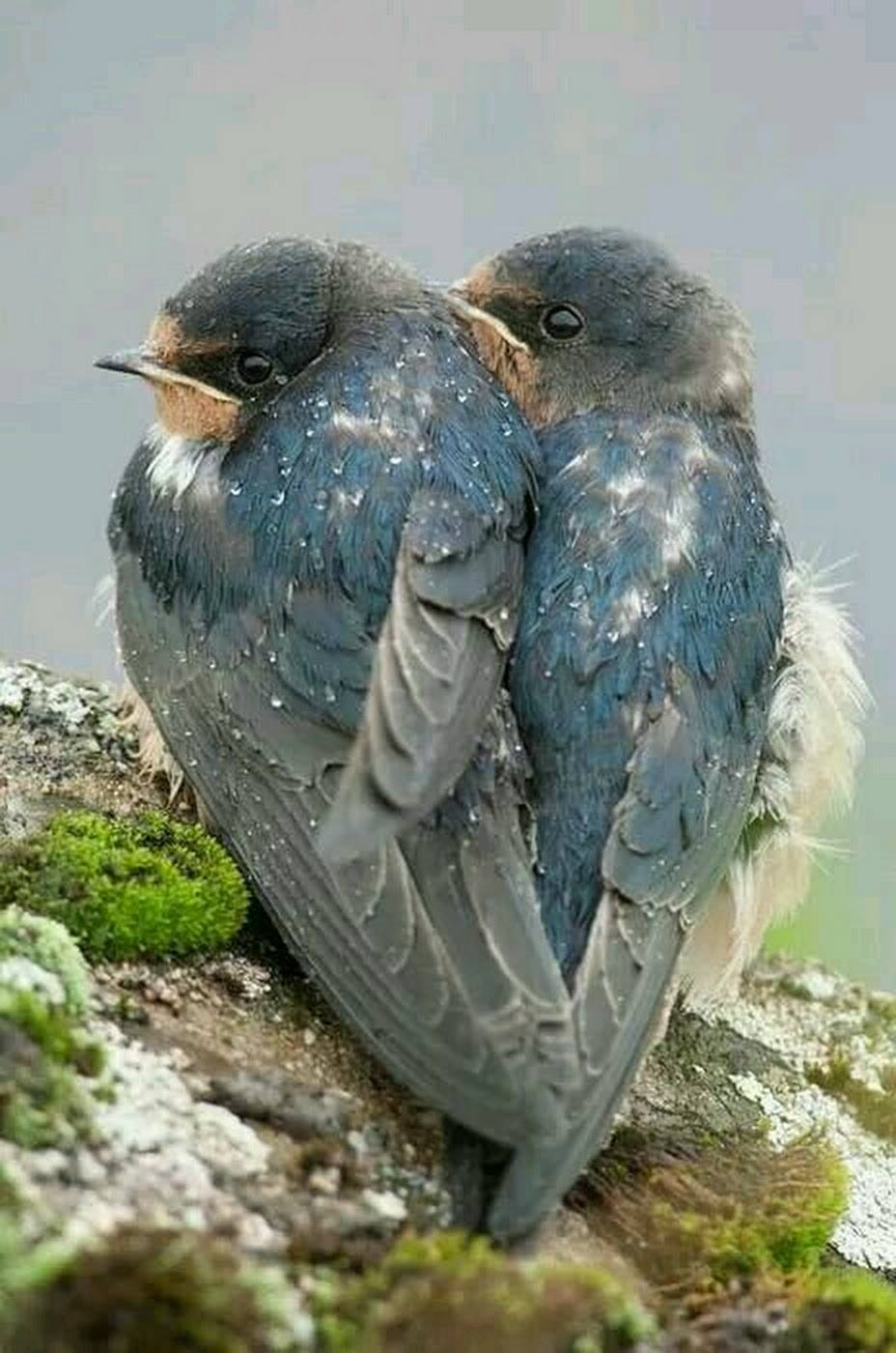 Cœur d’oiseaux