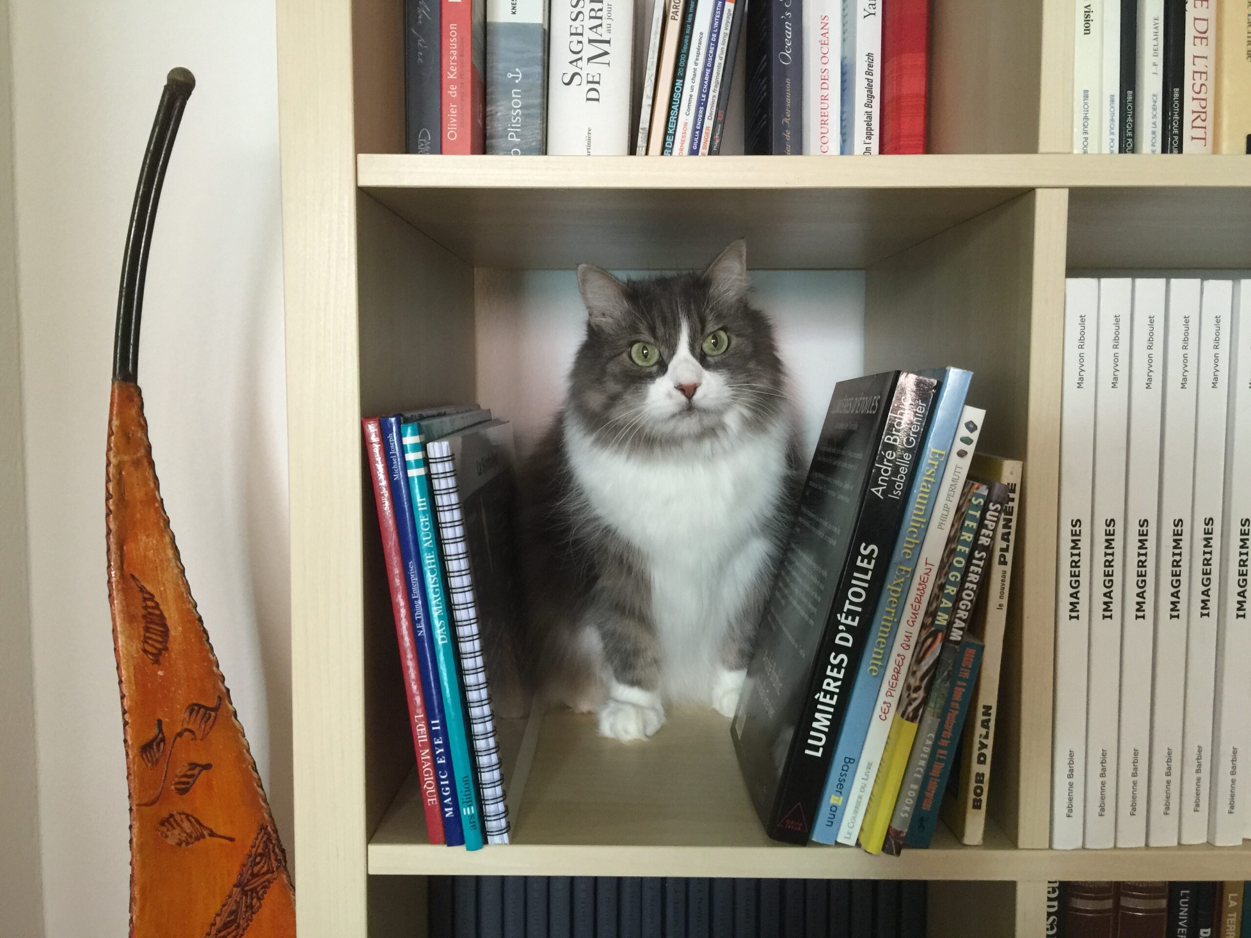 Le chat pitre un