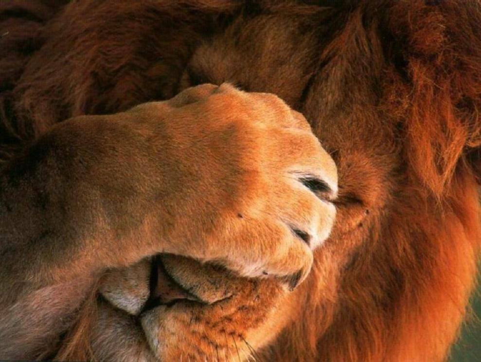 Le roi des jolis mots