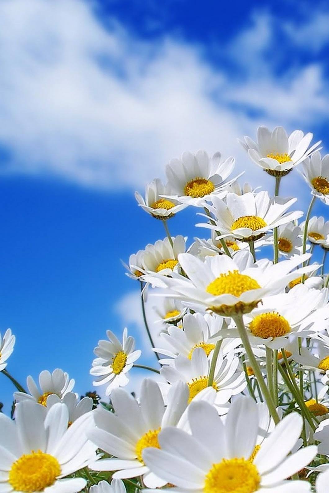Petites fleurs indiscrètes