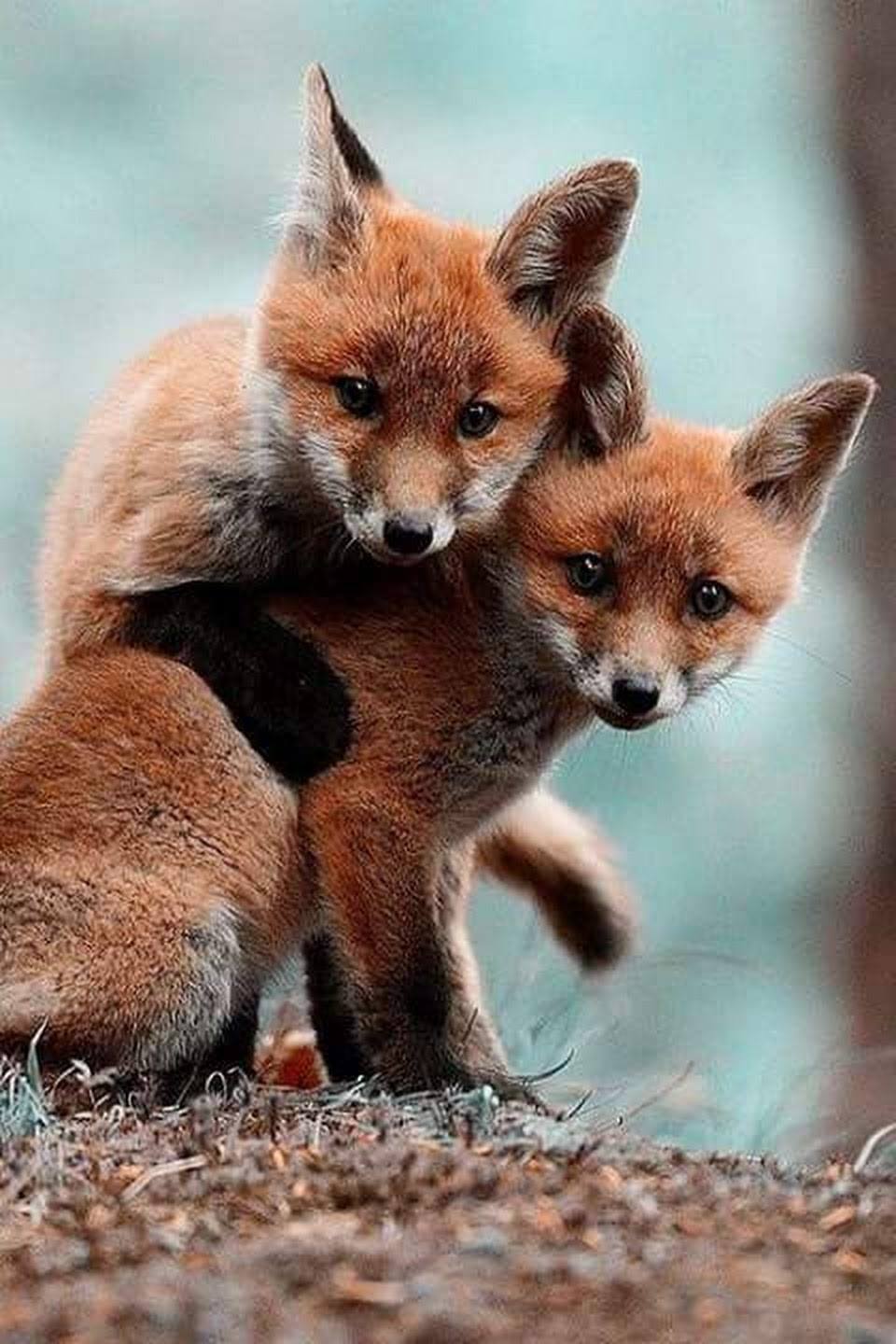 Renard par hasard