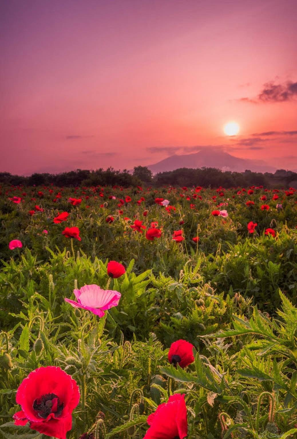 Le temps en rose