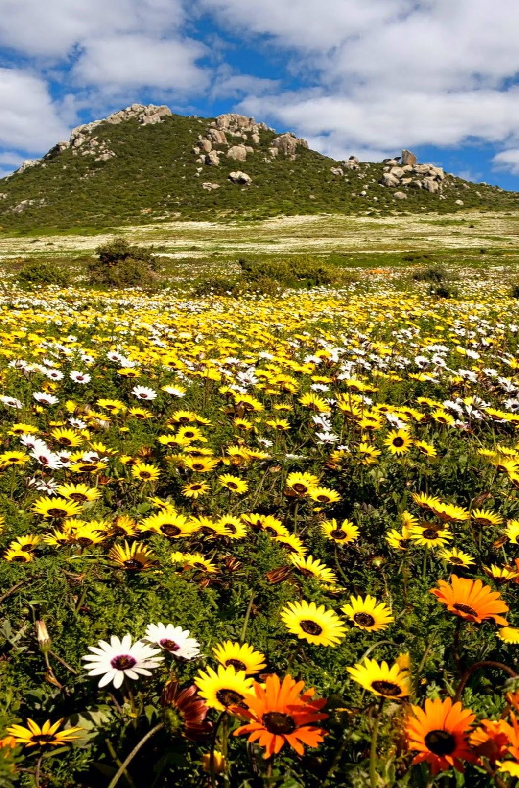 De la frairie dans la prairie