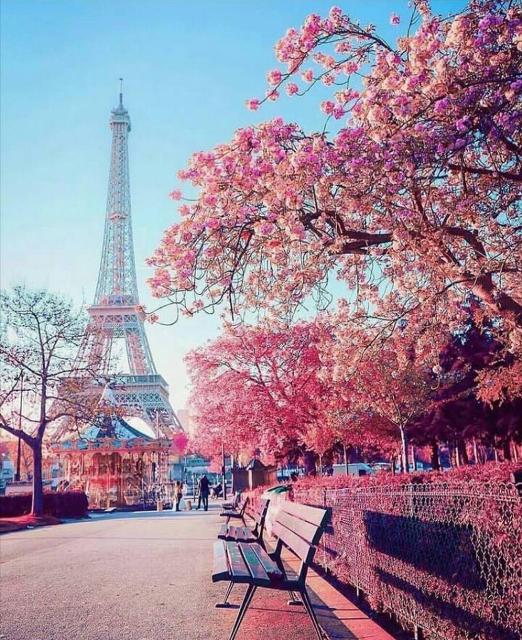 Paris en rose