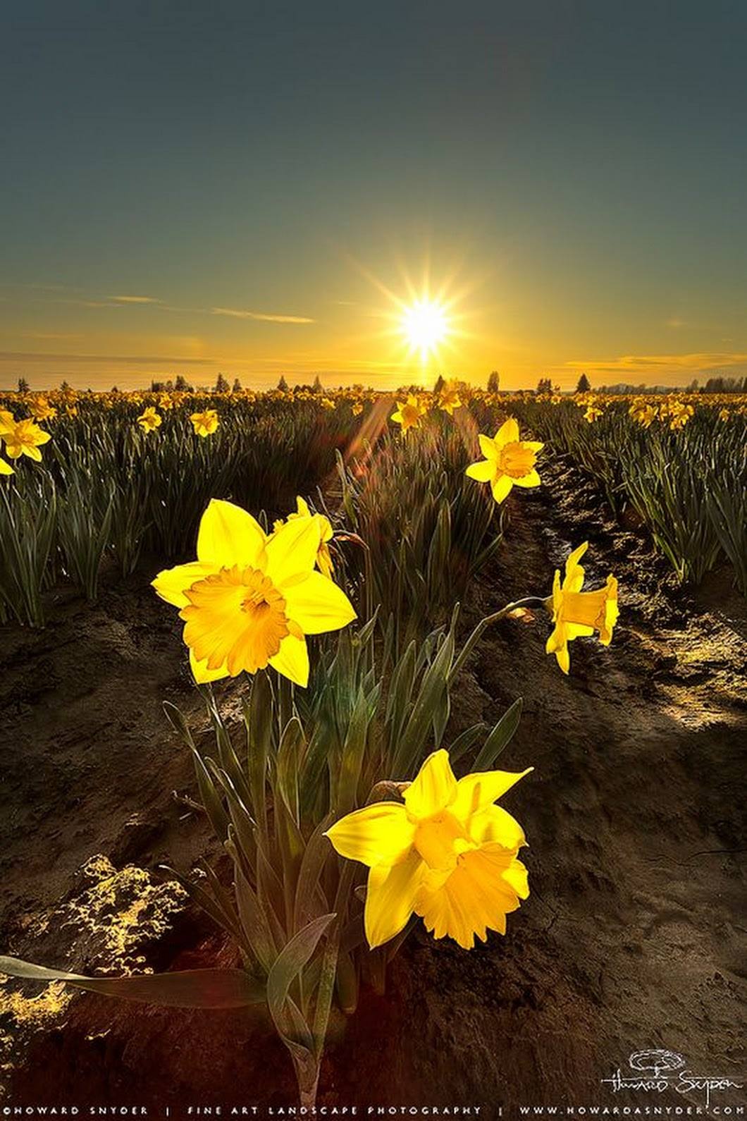 Les mille-et-une jonquilles