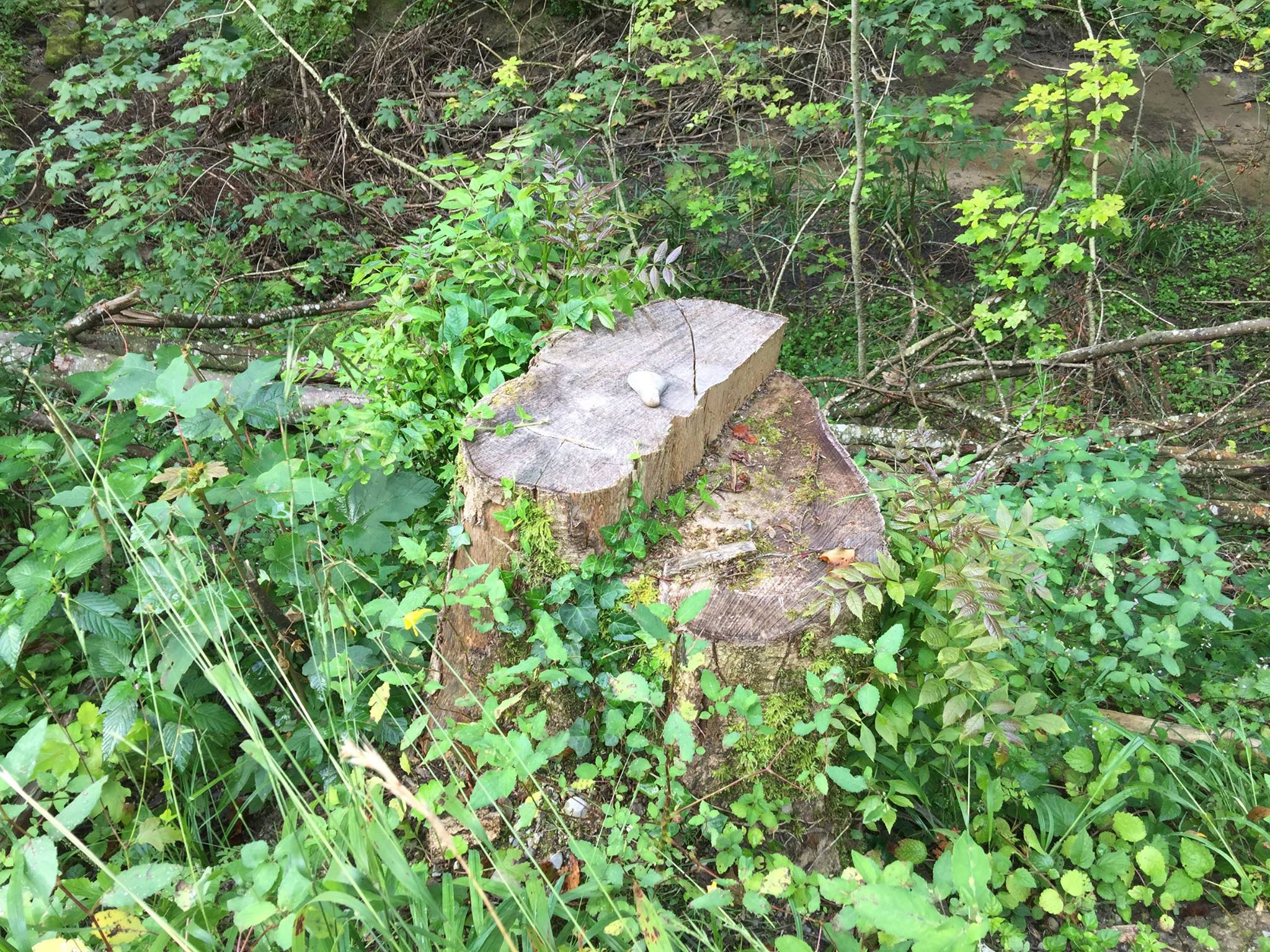 Le petit souchet