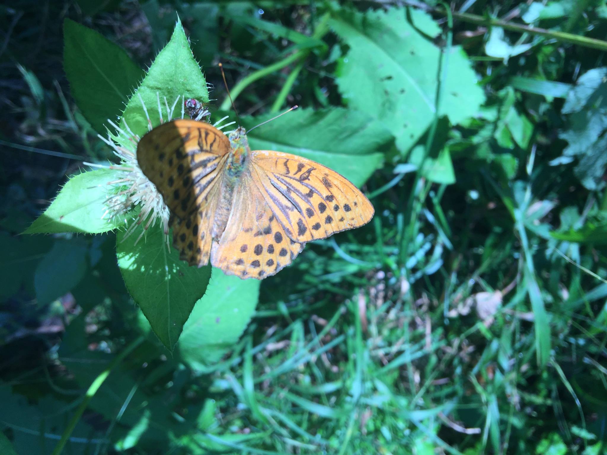 Le papillon ivre