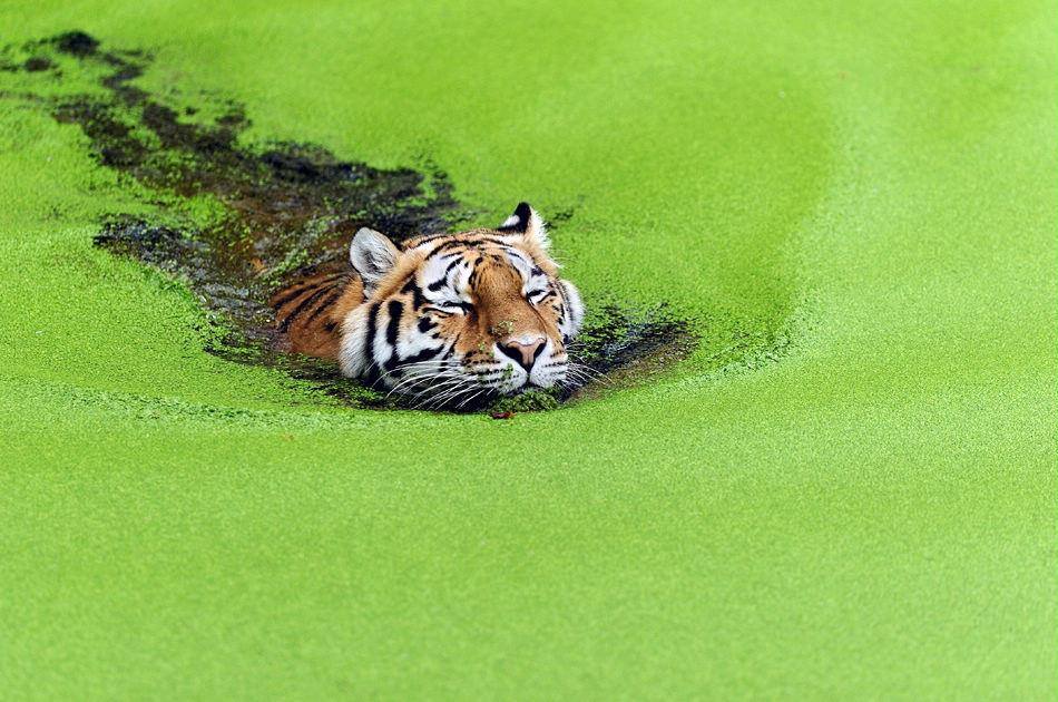 Le tigre qui nage