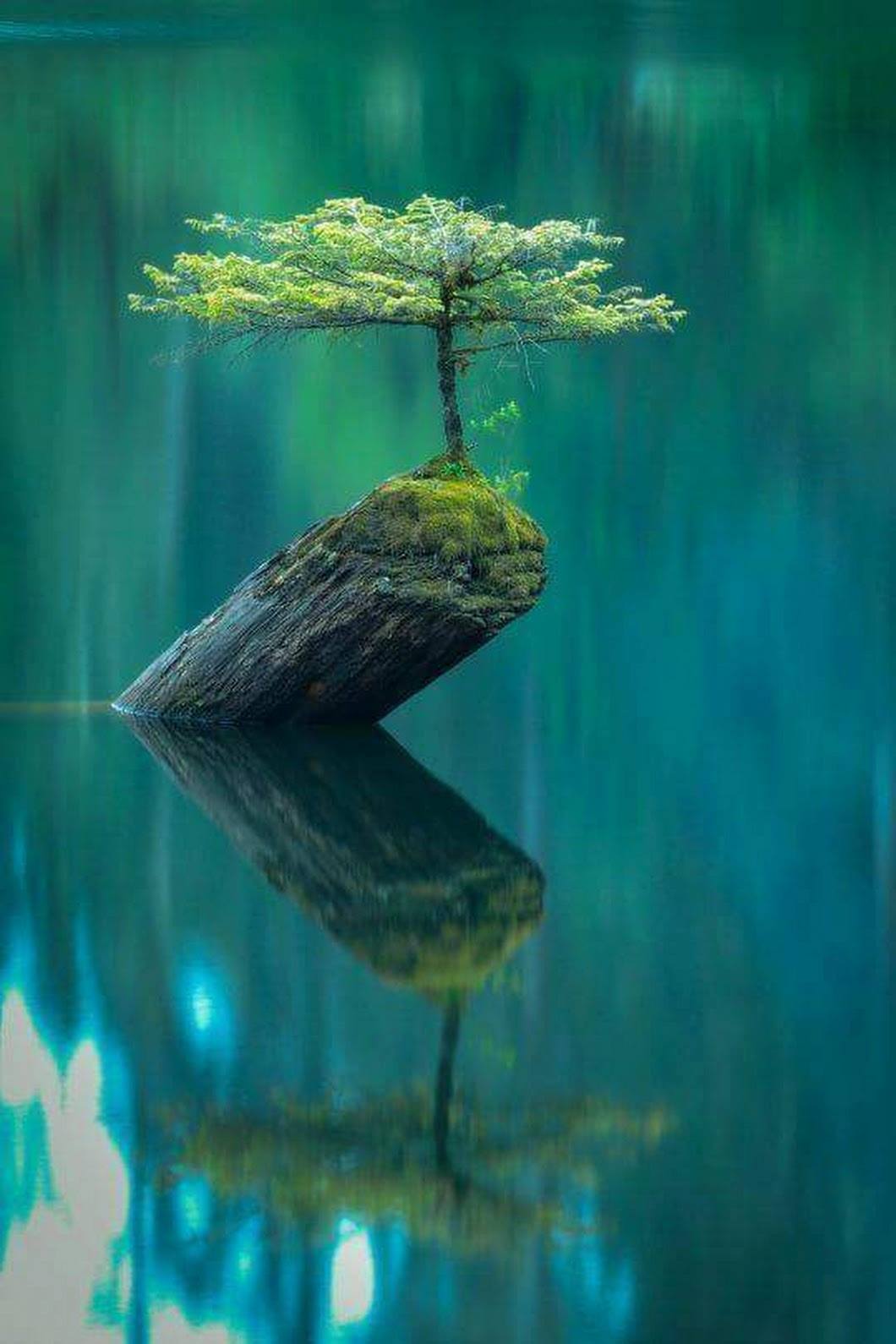L’arbre de sagesse