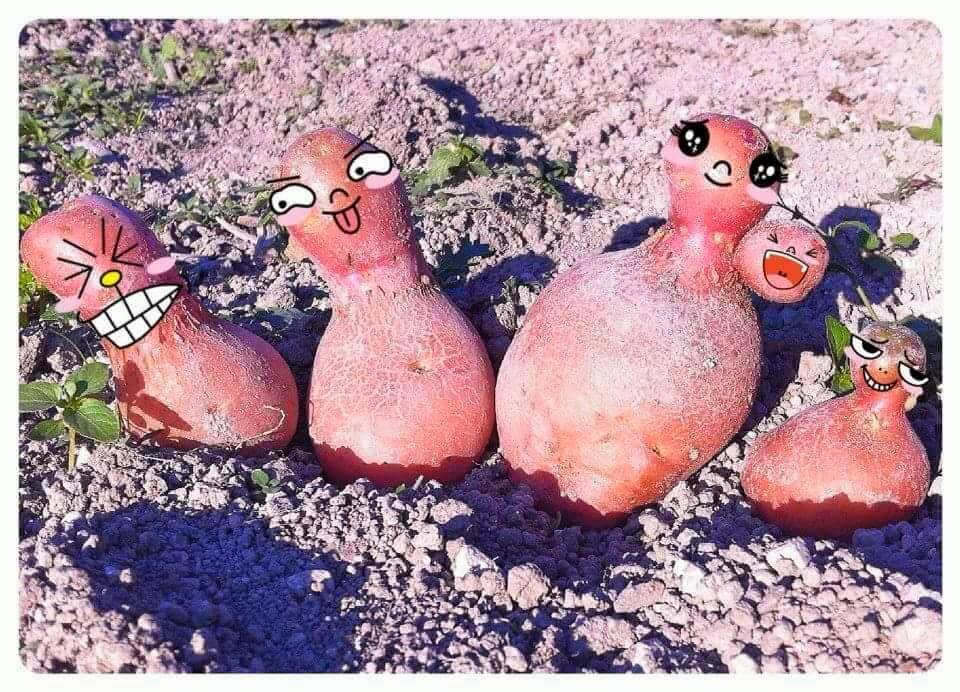 La patate en famille