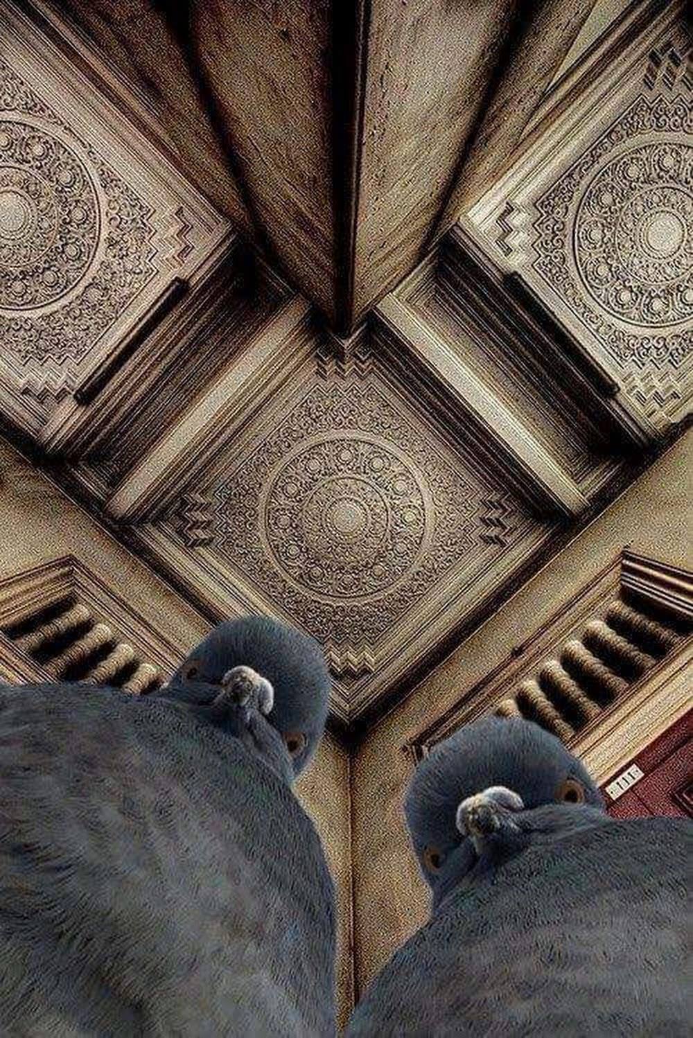 La télépigeon