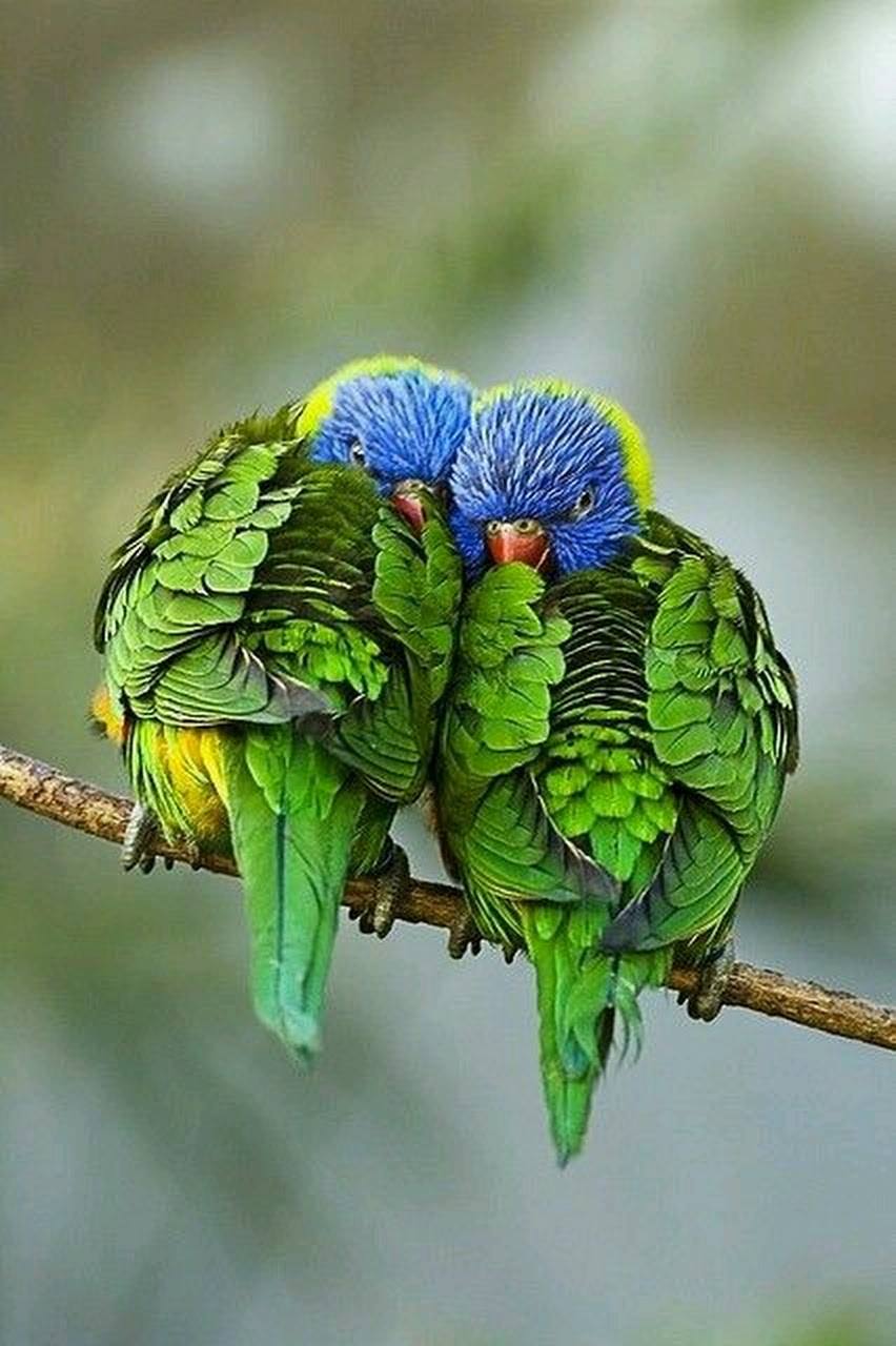 Les amours bleues