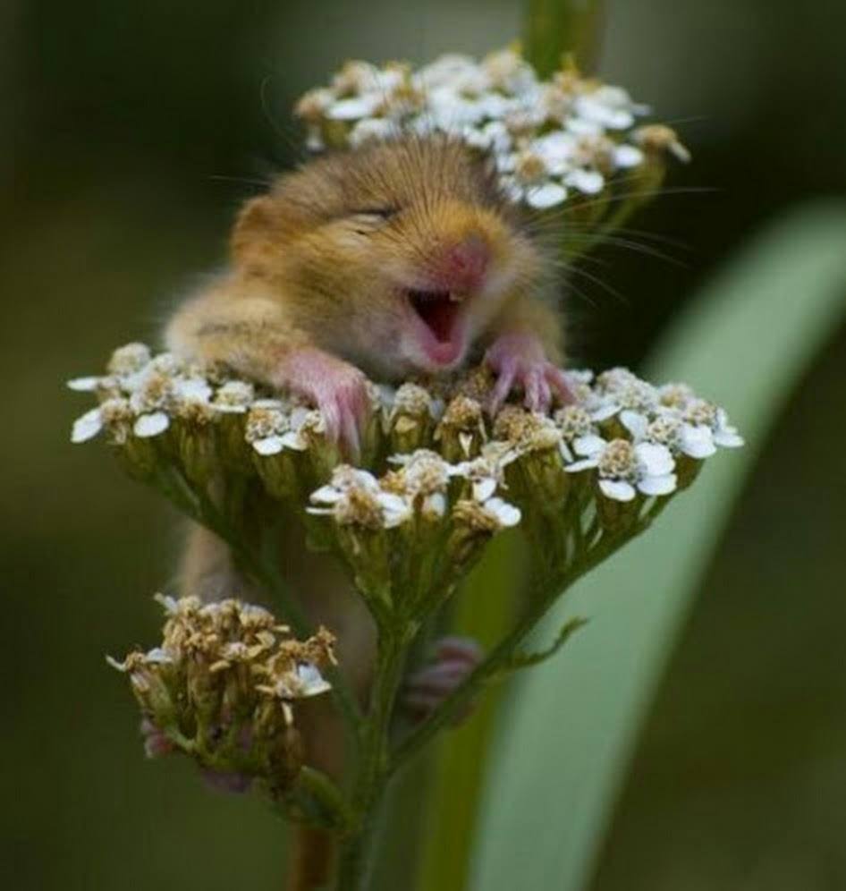 Ah rat qui rit