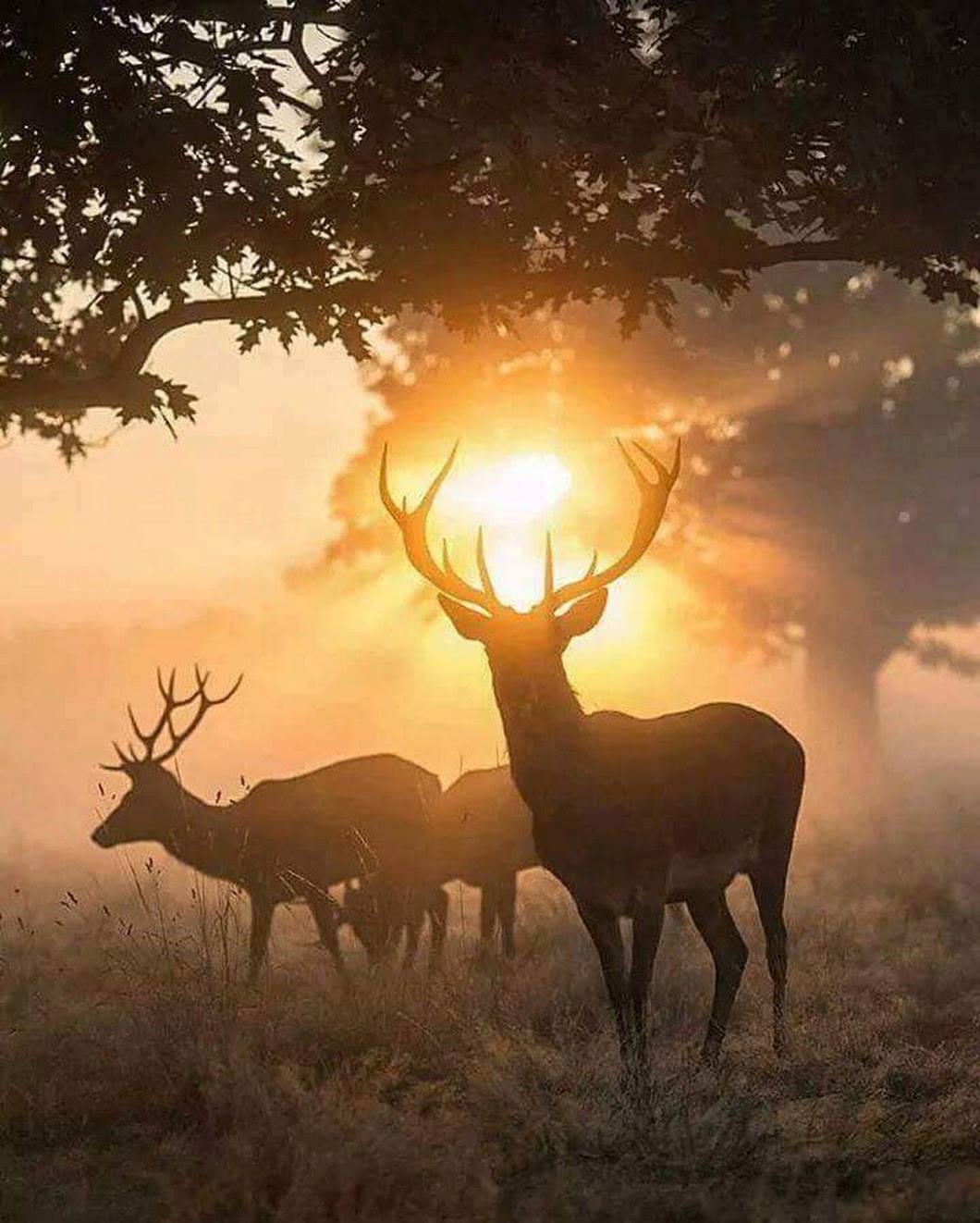 Le cerf illuminé