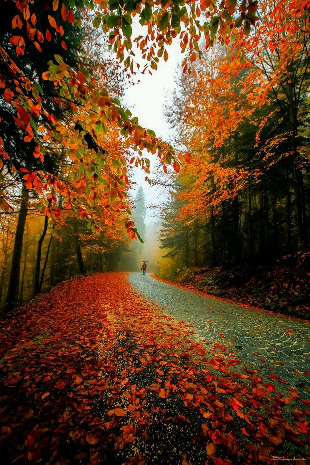 Les chemins d’octobre