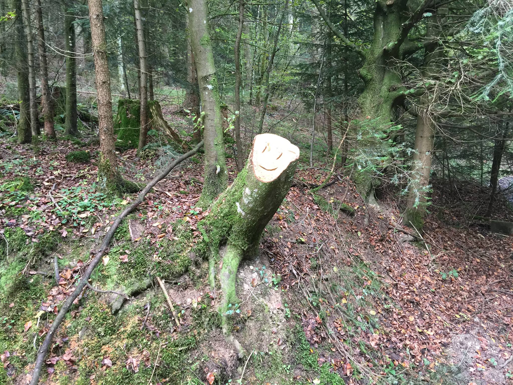 Le coucou des forêts