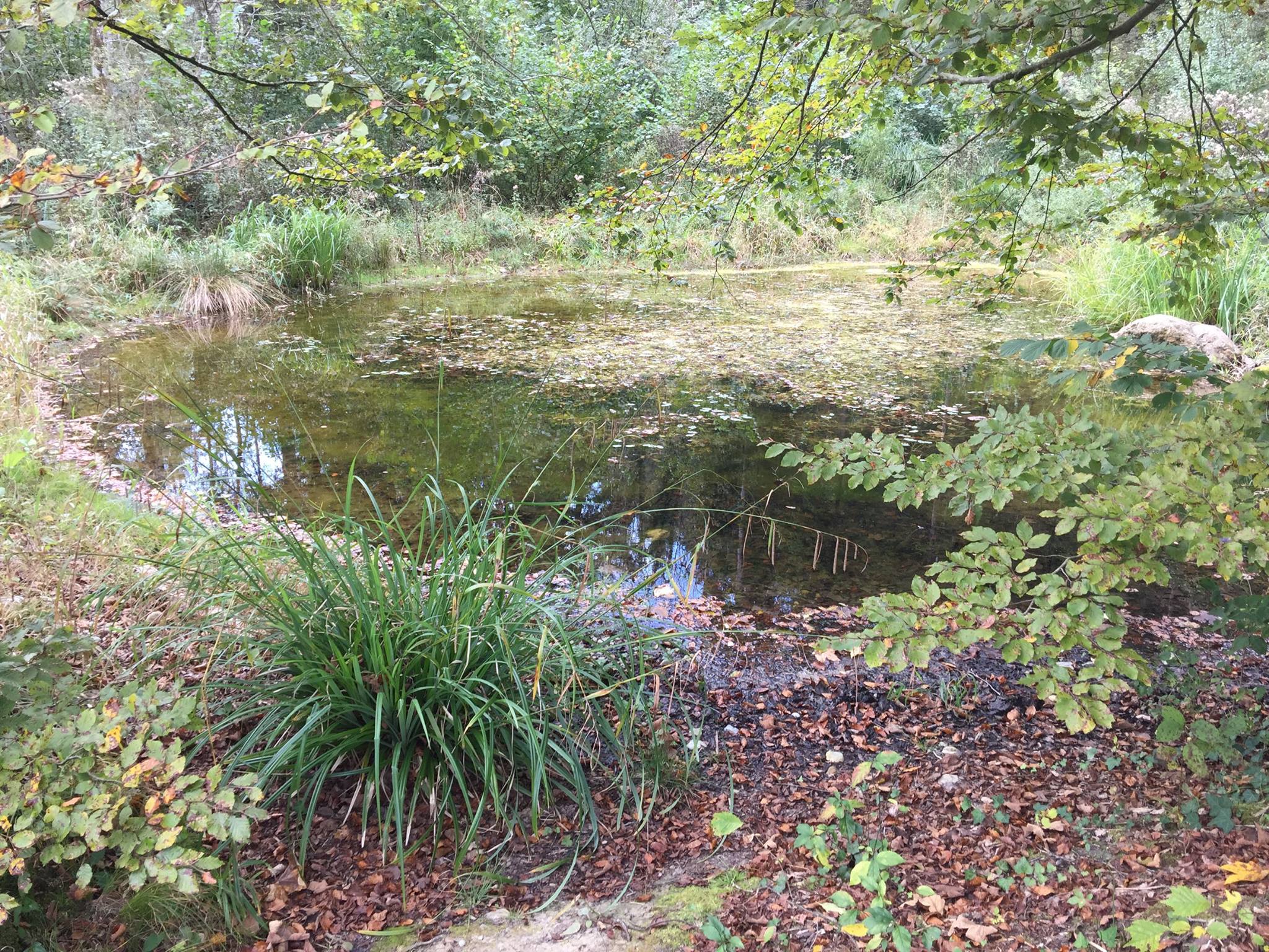 L’étang herbu