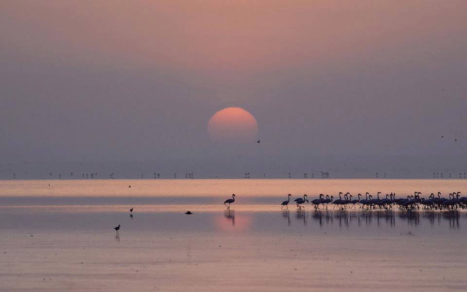 Quel est le nombre de flamants rose ?