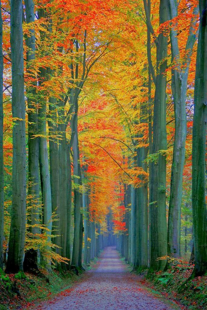La forêt de Soignes