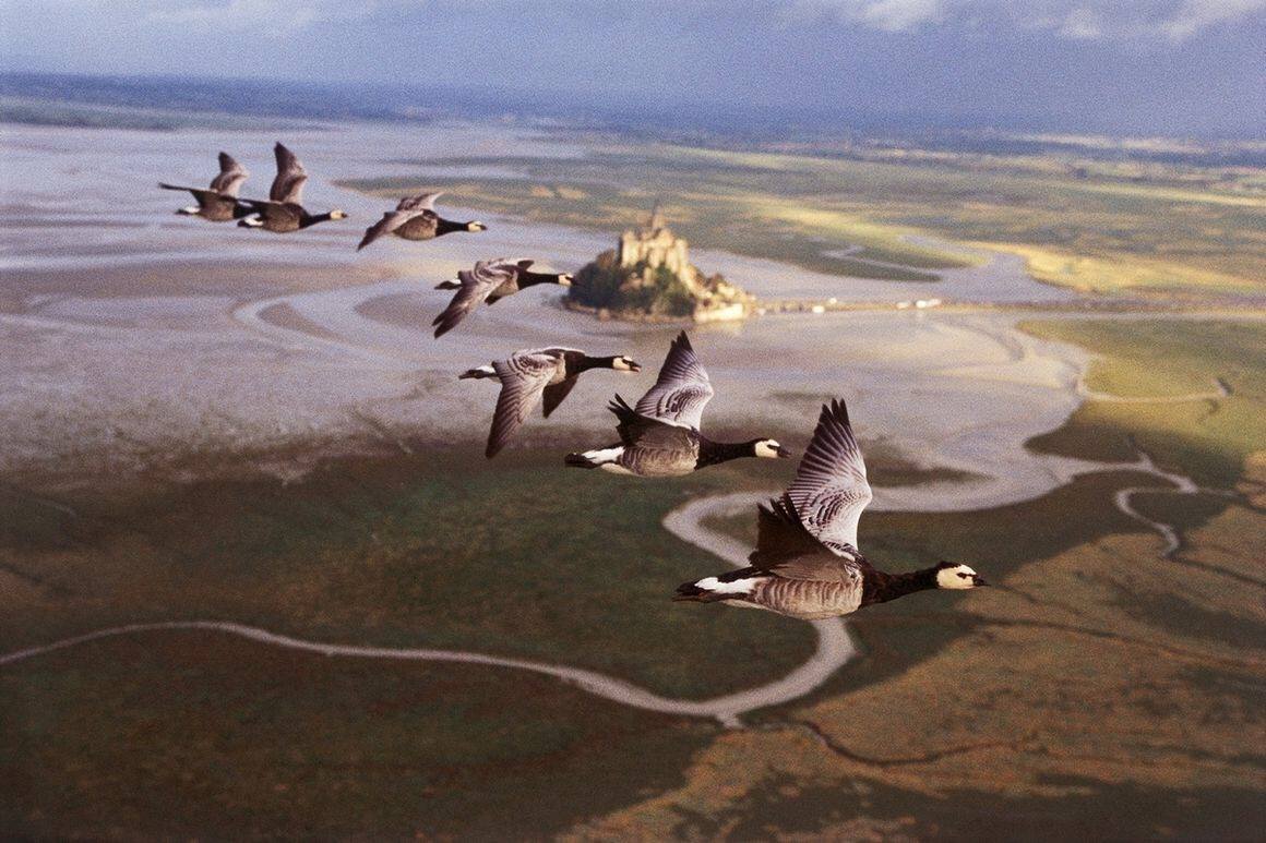 Les oiseaux grimaceurs