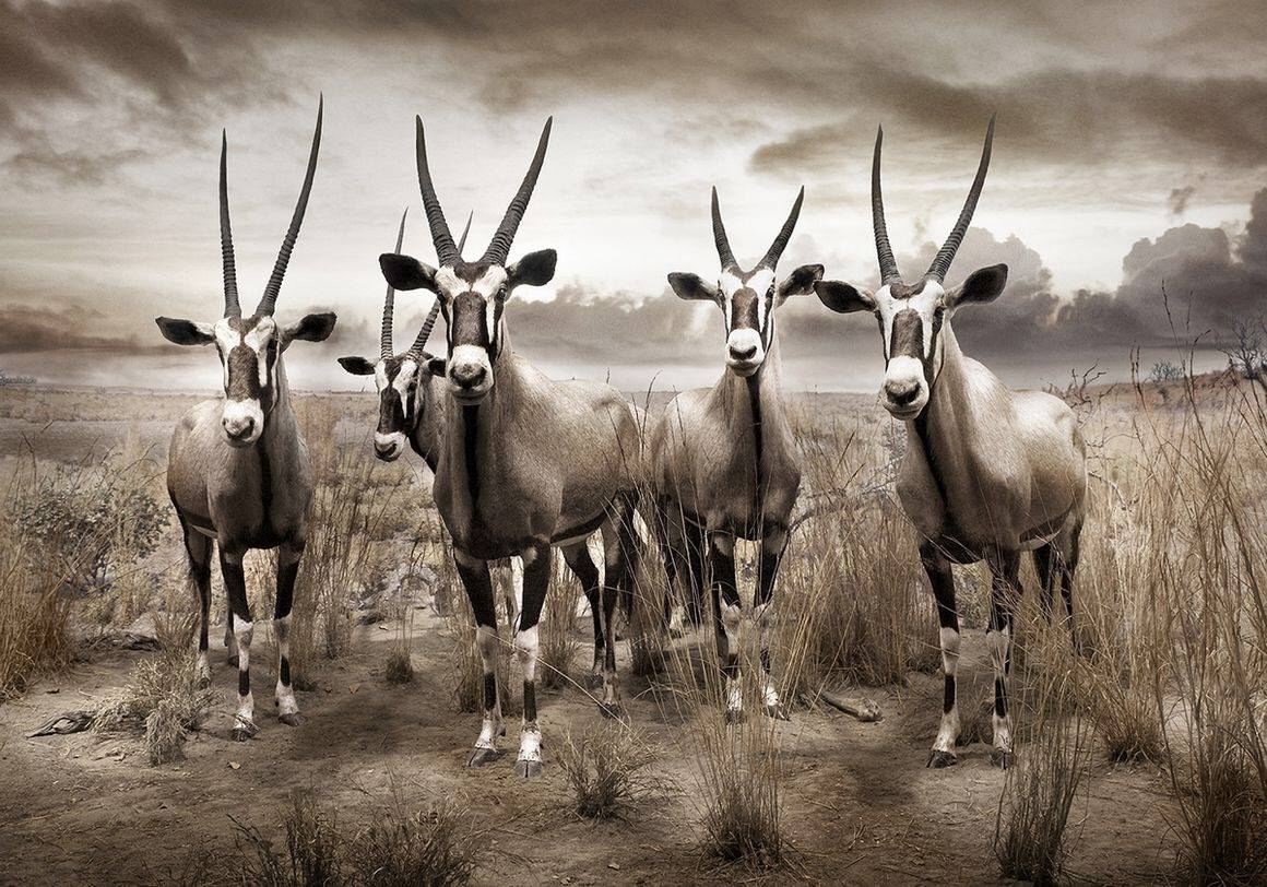 Interlopes antilopes