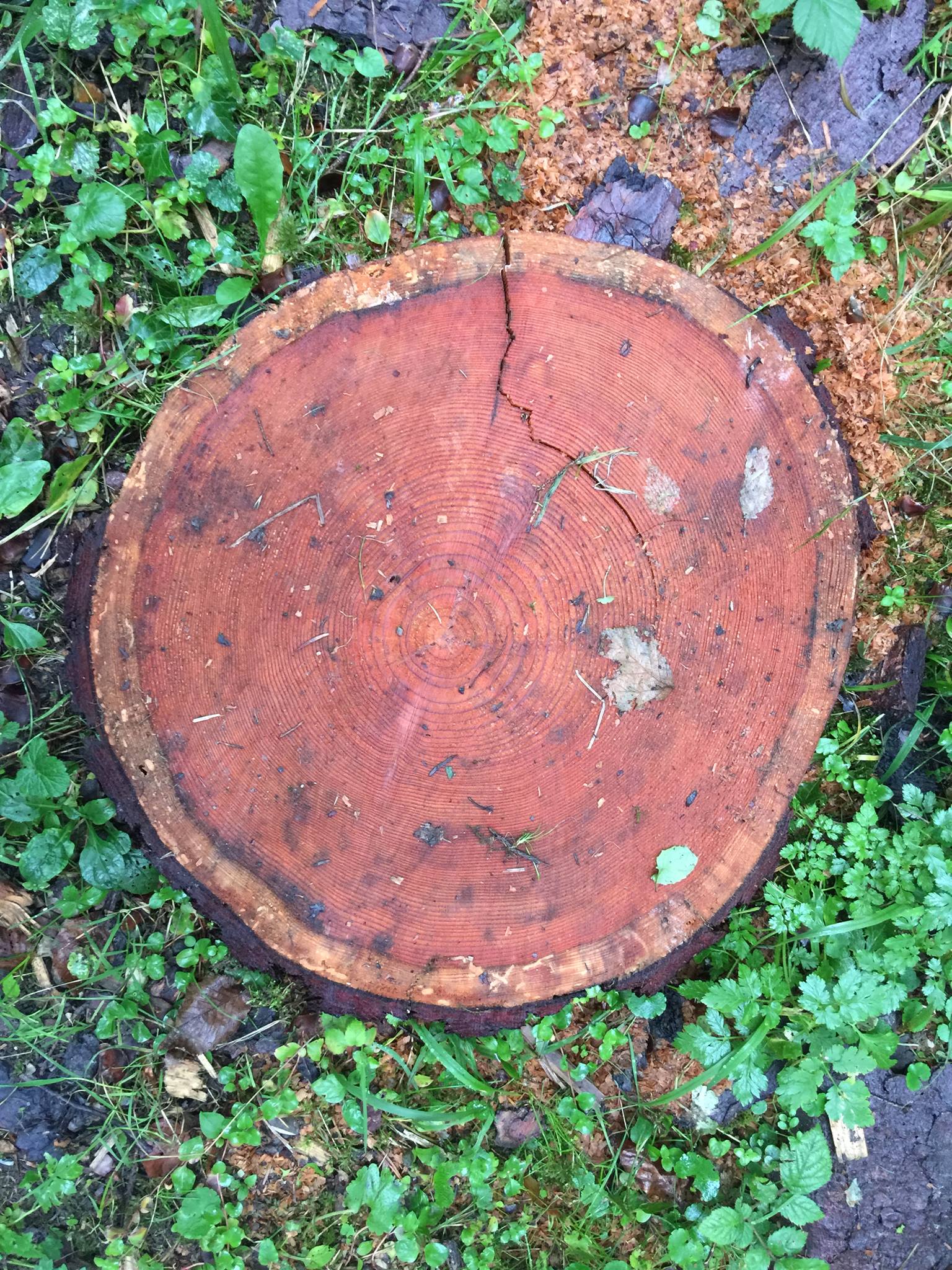 Le tube de la forêt