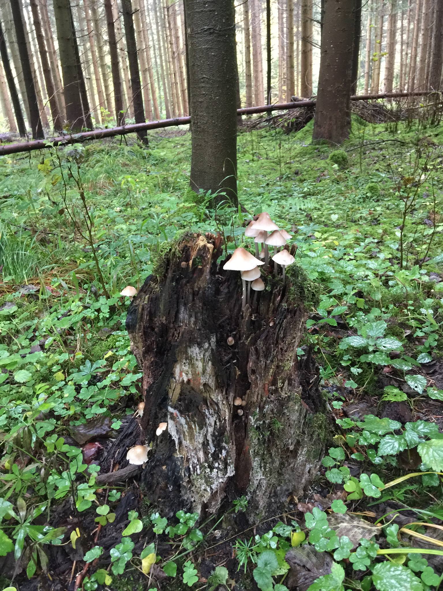 Le gâteau des forêts