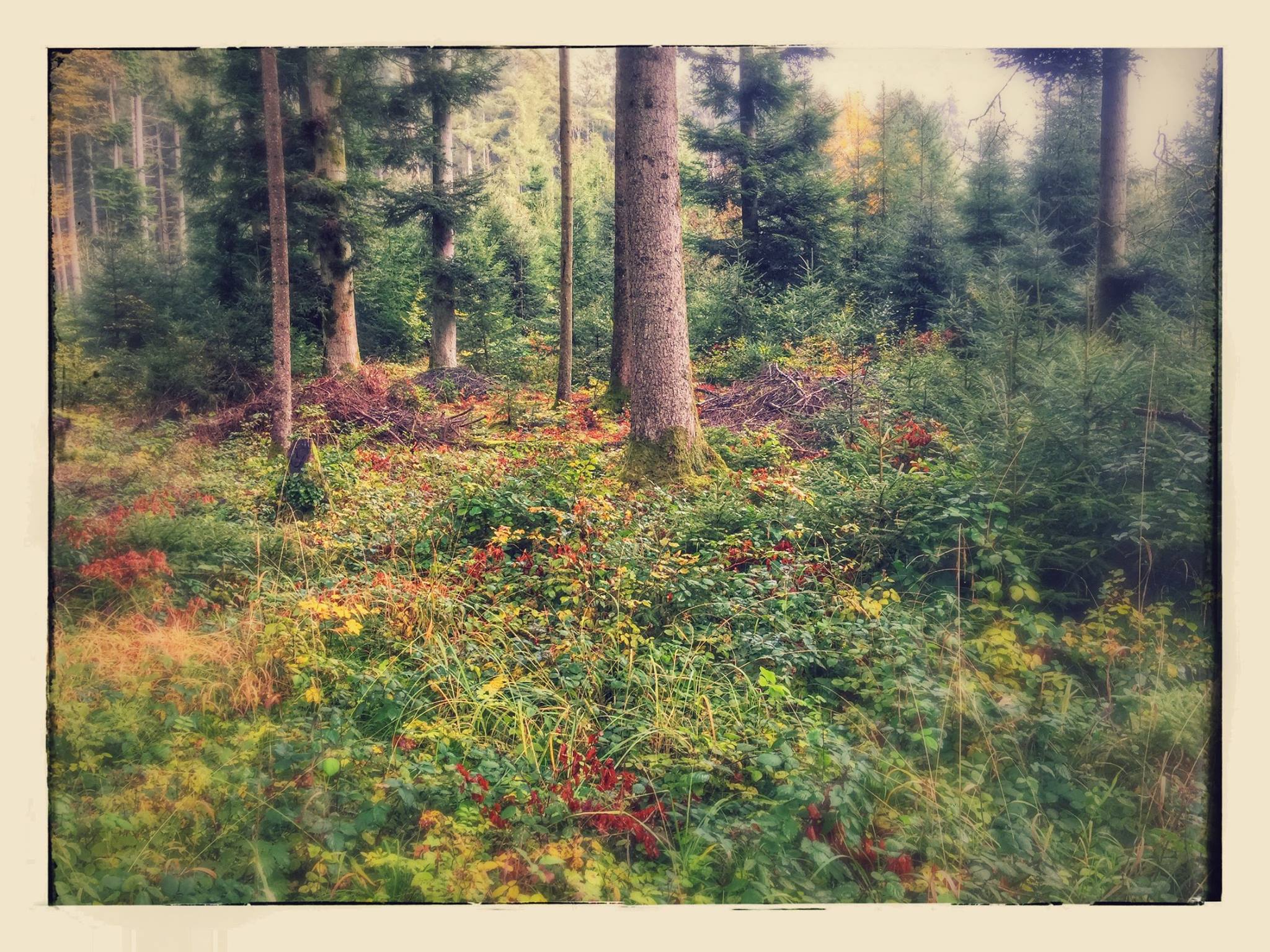 L’ivresse des forêts