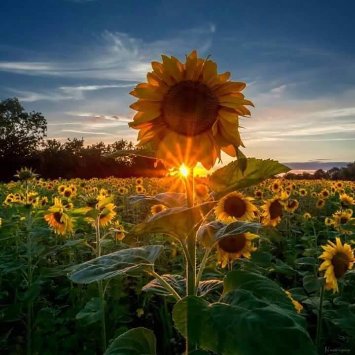 Davantage de soleil