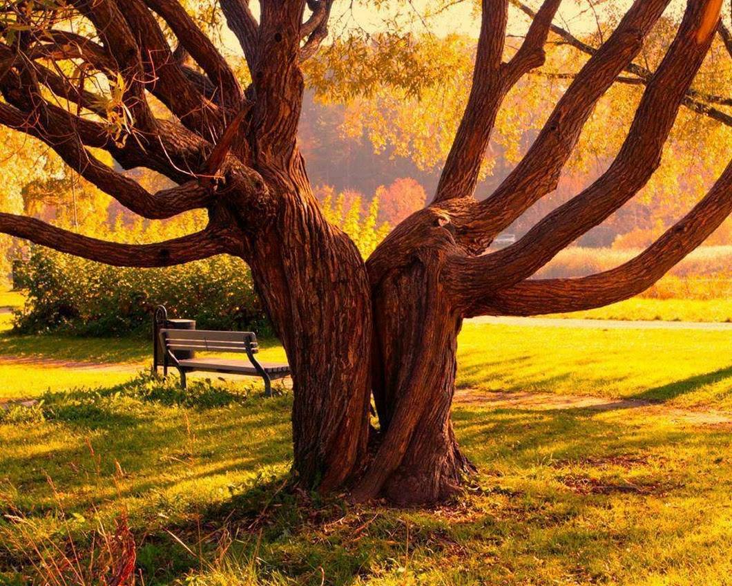 Les arbres amoureux