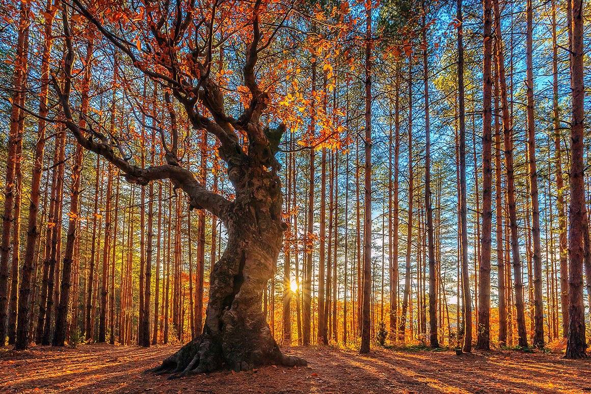 Le roi de la forêt