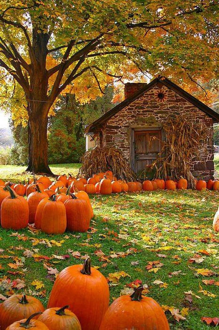 Citrouilles de contrebande