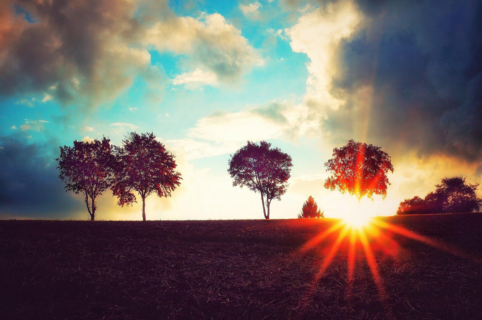 Boum, l’arbre
